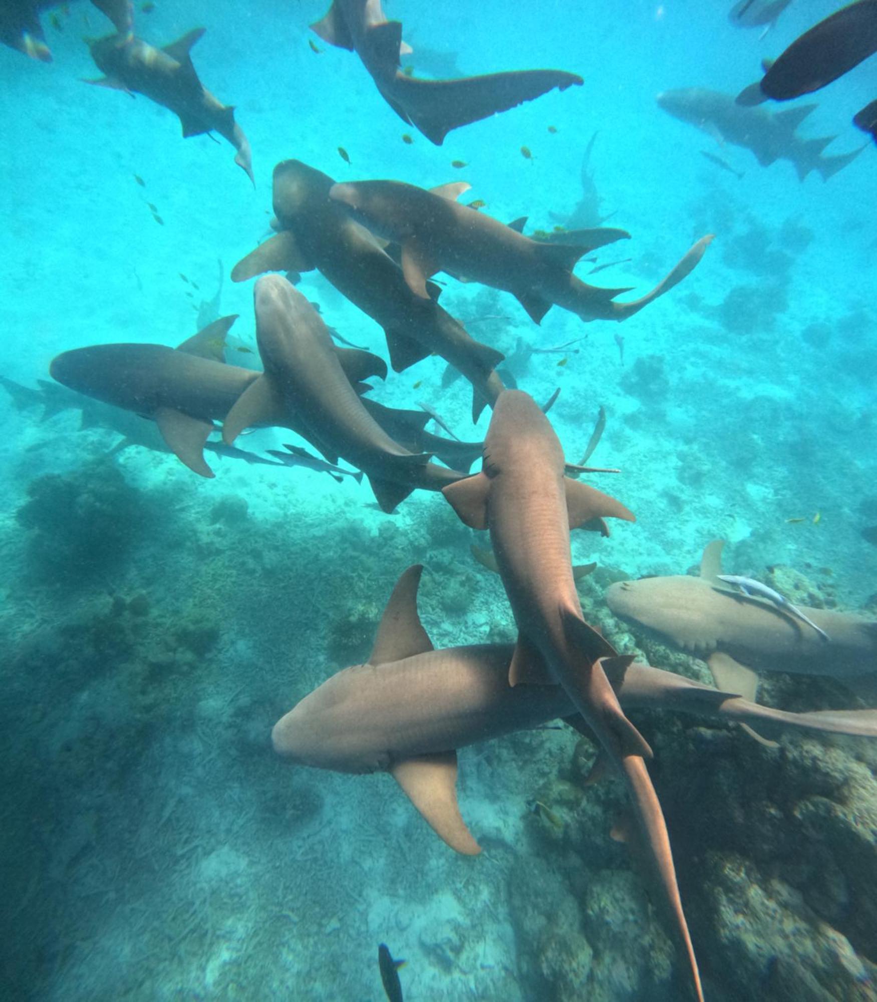 Гостьовий будинок Pearl Sands Of Maldives