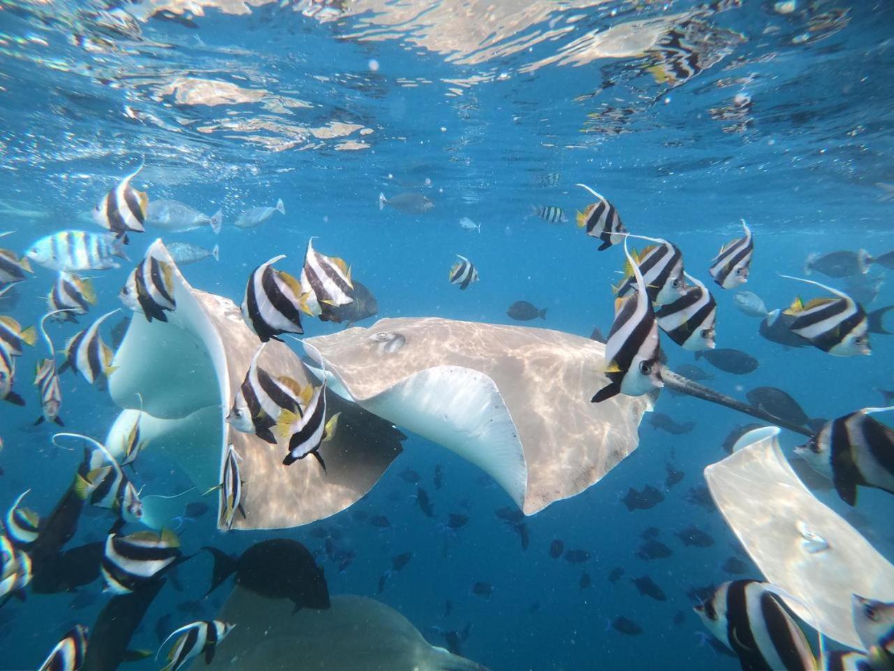 Pearl Sands Of Maldives Гостьовий будинок Гураа